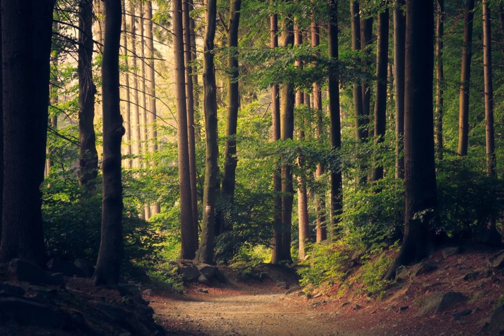 contribution carbone volontaire en foret
