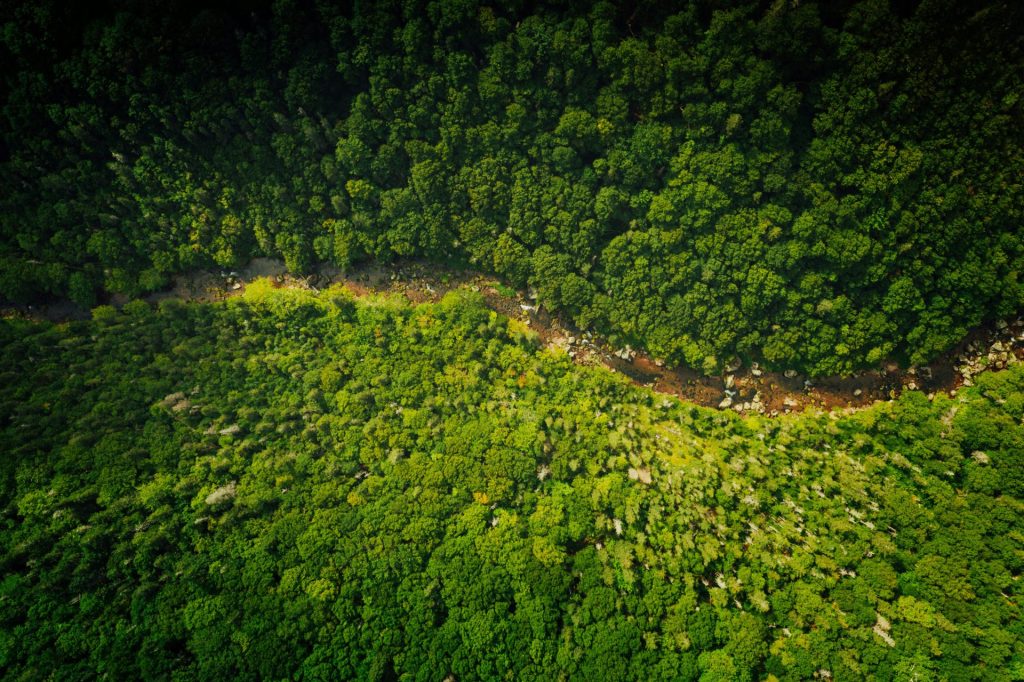 Vue aérienne d'une forêt luxuriante, représentant la régénération naturelle comme partie d'une stratégie de décarbonation