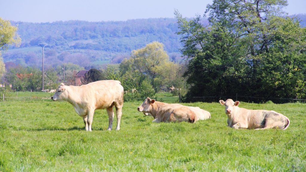 Élevage de vaches dans le cadre du label bas carbone agriculture
