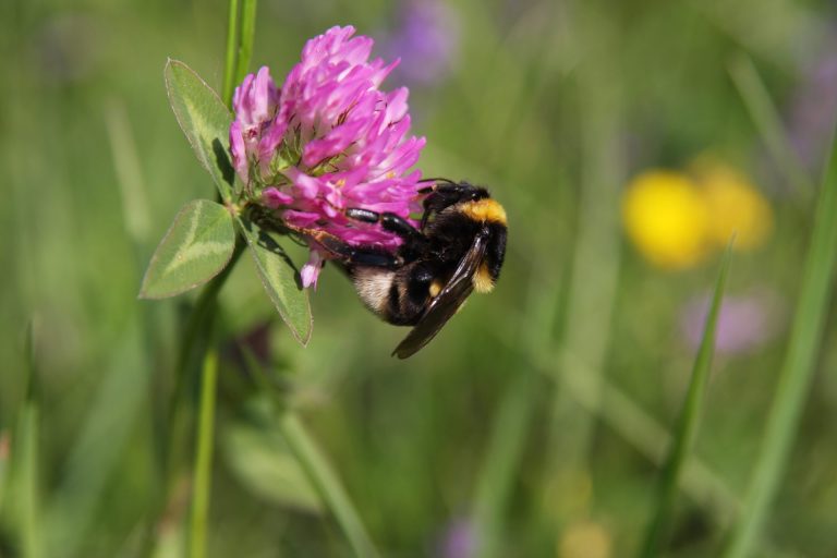 contribution carbone volontaire pour restaurer la biodiversité