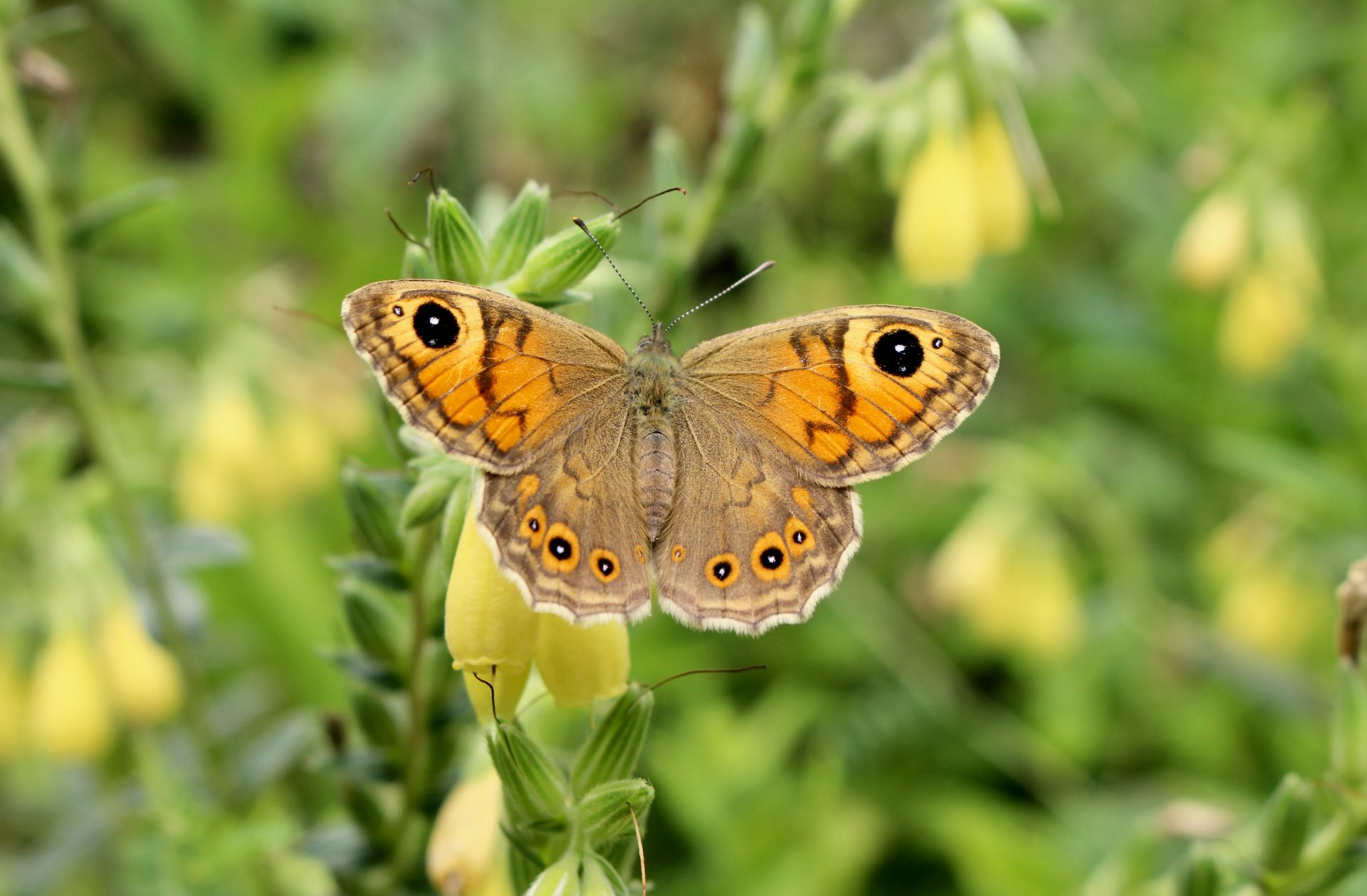 Papillon sur une fleur, un pollinisateur essentiel régénération des écosystèmes pour la préservation de la biodiversité.