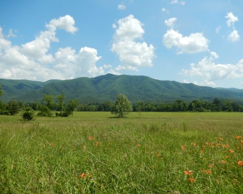 Une prairie contribue à la neutralité carbone globale par la photosynthèse