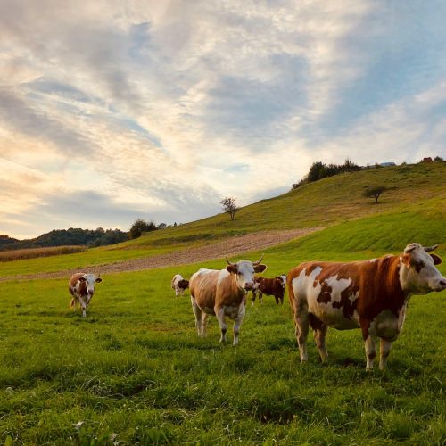 david-dolenc-1AKuVmQxUkU-unsplash