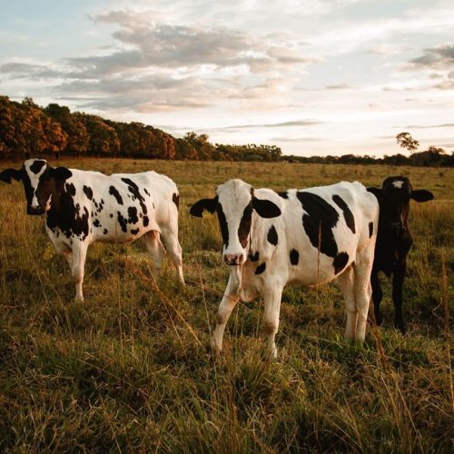 Trois vaches dans un pré au soleil couchant