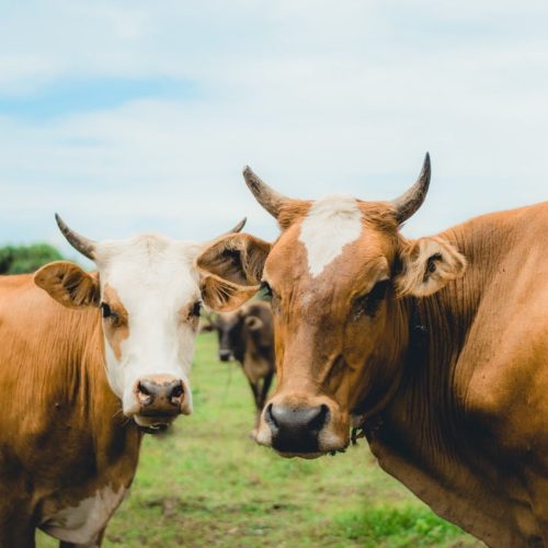 Portrait de deux vaches marrons