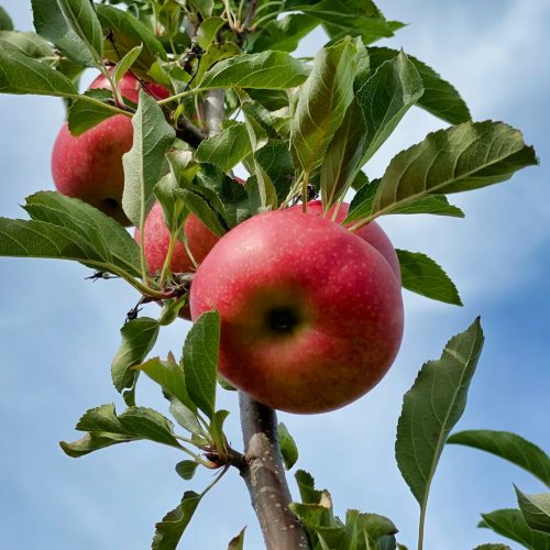 ryan-thorpe-u_AVLnPIF5s-unsplash